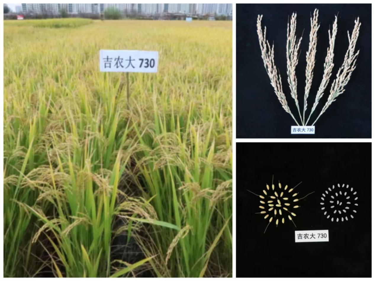 三江实验室培育水稻品种&mdash;&mdash;吉农大730
