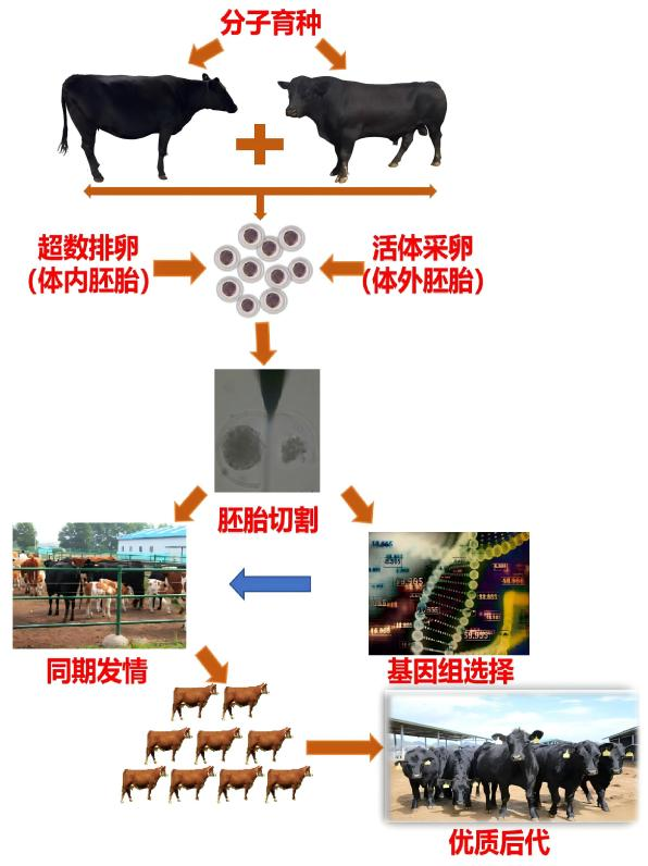 三江实验室主推技术&mdash;&mdash;肉牛体内外胚胎生产关键技术